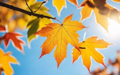 Capturer les couleurs de l’automne : conseils et astuces photographiques