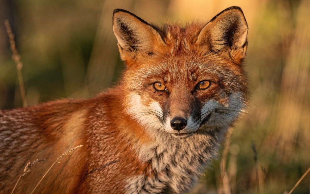 7 astuces pour améliorer vos photos animalières dès maintenant