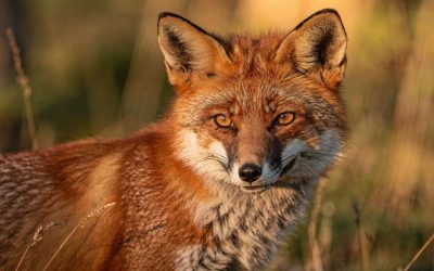 7 astuces pour améliorer vos photos animalières dès maintenant