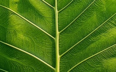 Comment photographier des détails en photo