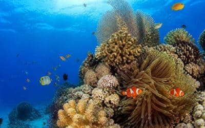 Photographie sous-marine : guide complet pour réussir vos photos