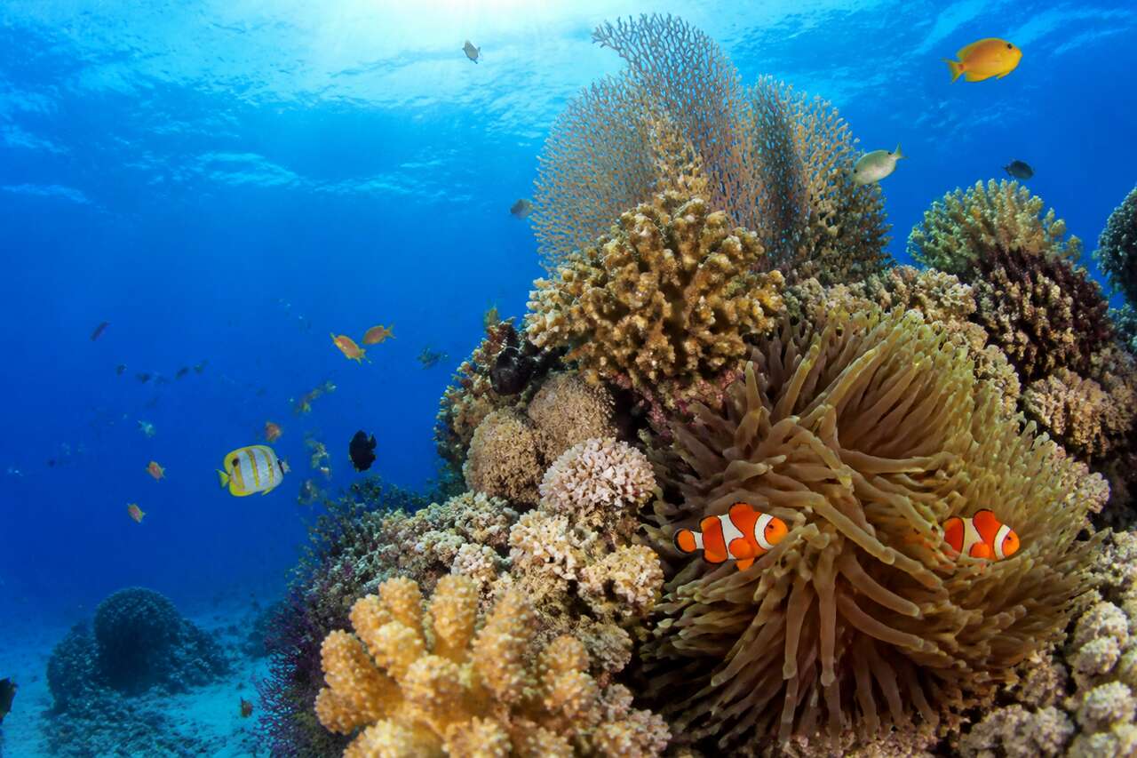 Photographie sous-marine : guide complet pour réussir vos photos