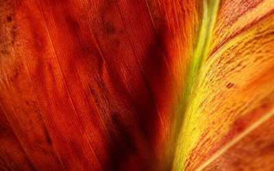 Photo macro abstraite : guide pour créer des images créatives