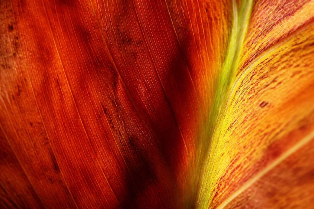 Photo macro abstraite : guide pour créer des images créatives