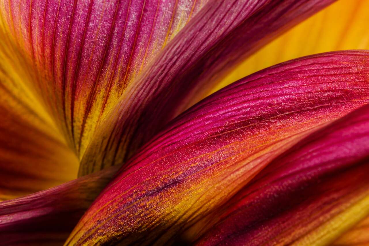 Ce qui fait une photo macro abstraite r&eacute;ussie