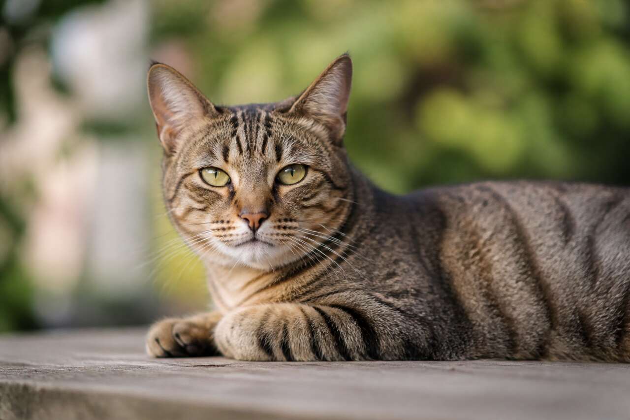 Ma&icirc;triser le flou et la nettet&eacute; : profondeur de champ et bokeh