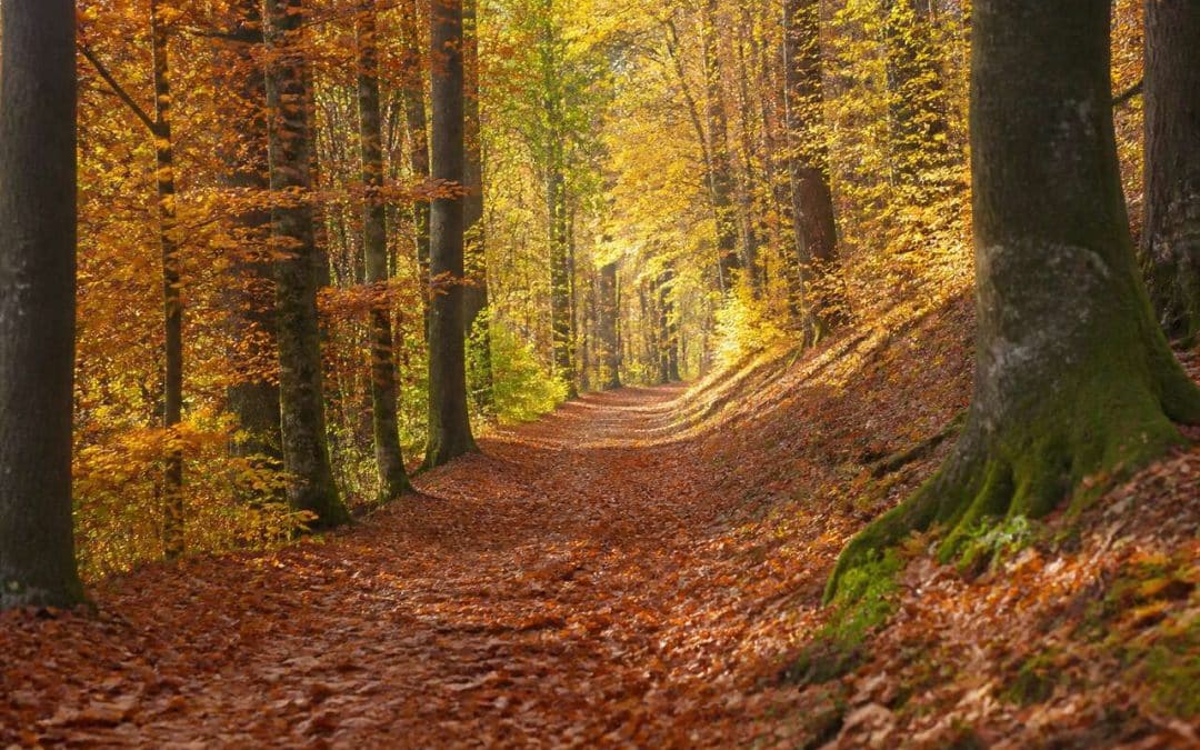 5 astuces pour photographier l'automne