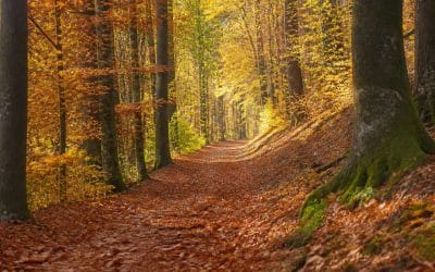 5 astuces pour photographier l’automne