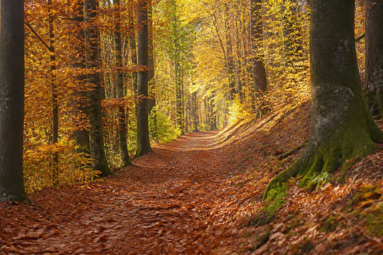 5 astuces pour photographier l'automne