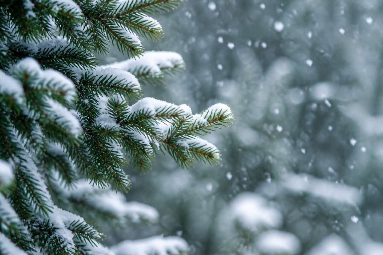 Photographier la neige qui tombe : flocons nets, filés et ambiance Photographier la neige qui tombe : flocons nets, filés et ambiance